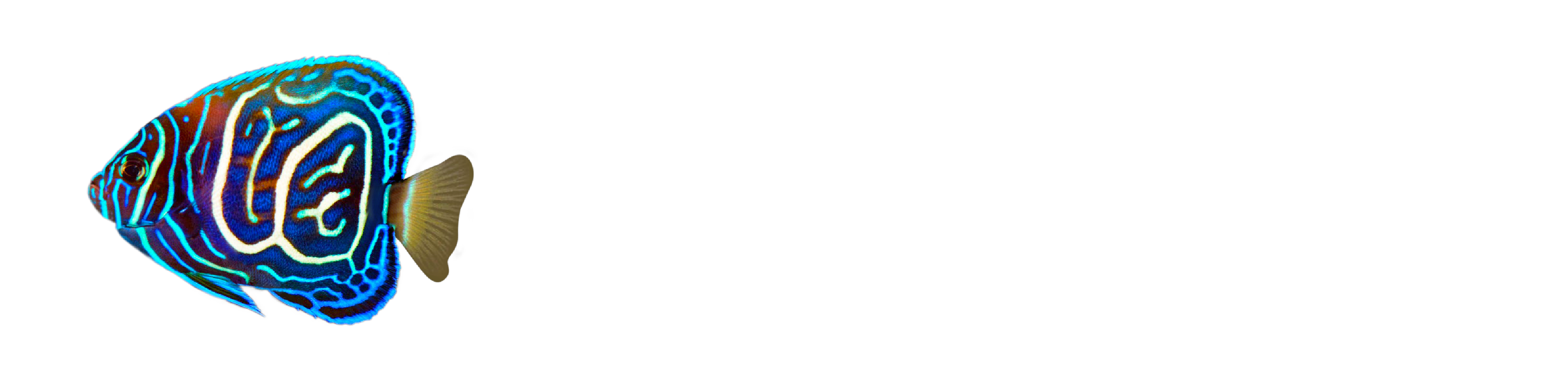 Scalar Dynamics logo